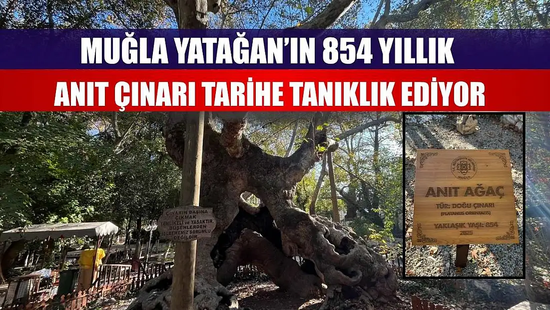 Muğla Yatağan’ın 854 Yıllık Anıt Çınarı Tarihe Tanıklık Ediyor