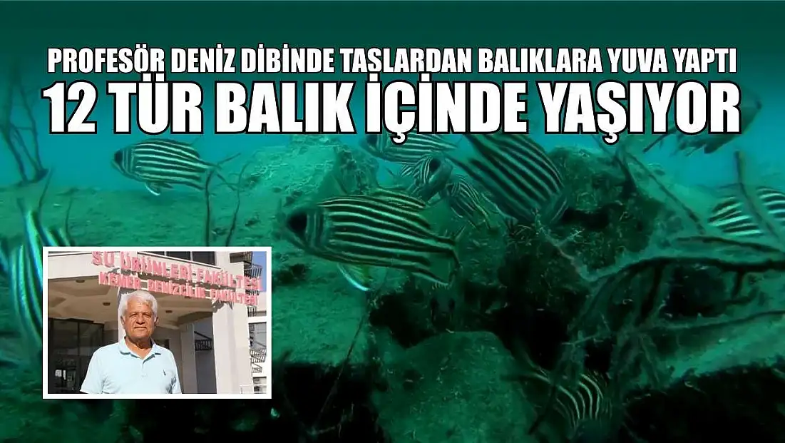 Profesör deniz dibinde taşlardan balıklara yuva yaptı: 12 tür balık içinde yaşıyor