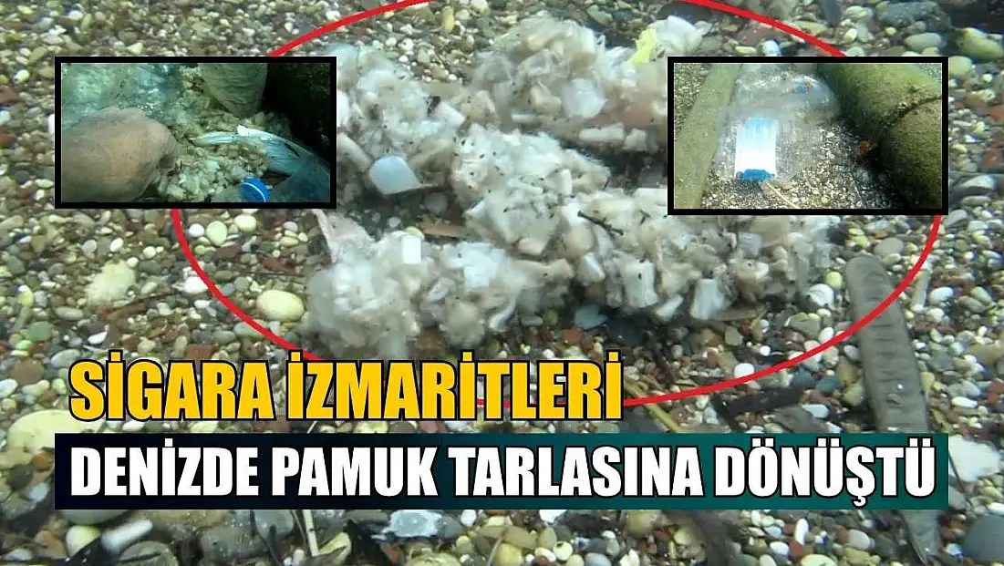Sigara izmaritleri denizde pamuk tarlasına dönüştü