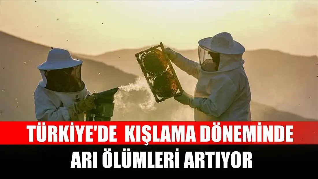 Türkiye'de kışlama döneminde arı ölümleri artıyor