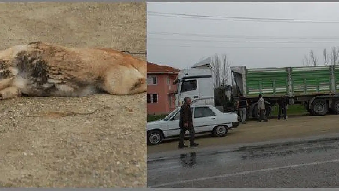 SOKAK KÖPEĞİ TIRIN DEVRİLMESİNE NEDEN OLDU