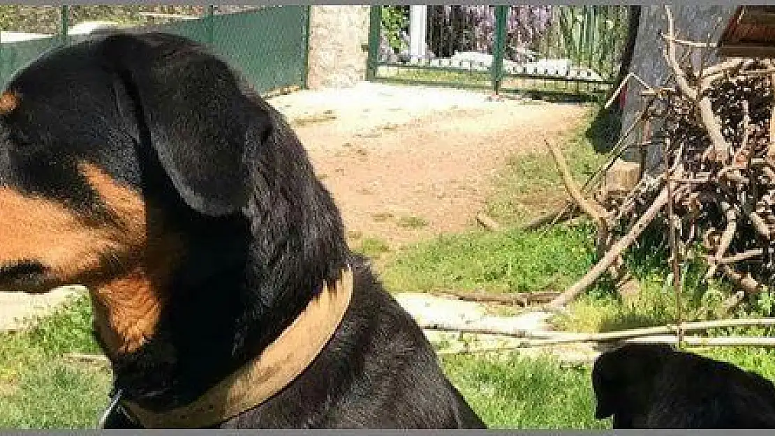 Marmaris'te caniler iki köpeği zehirledi