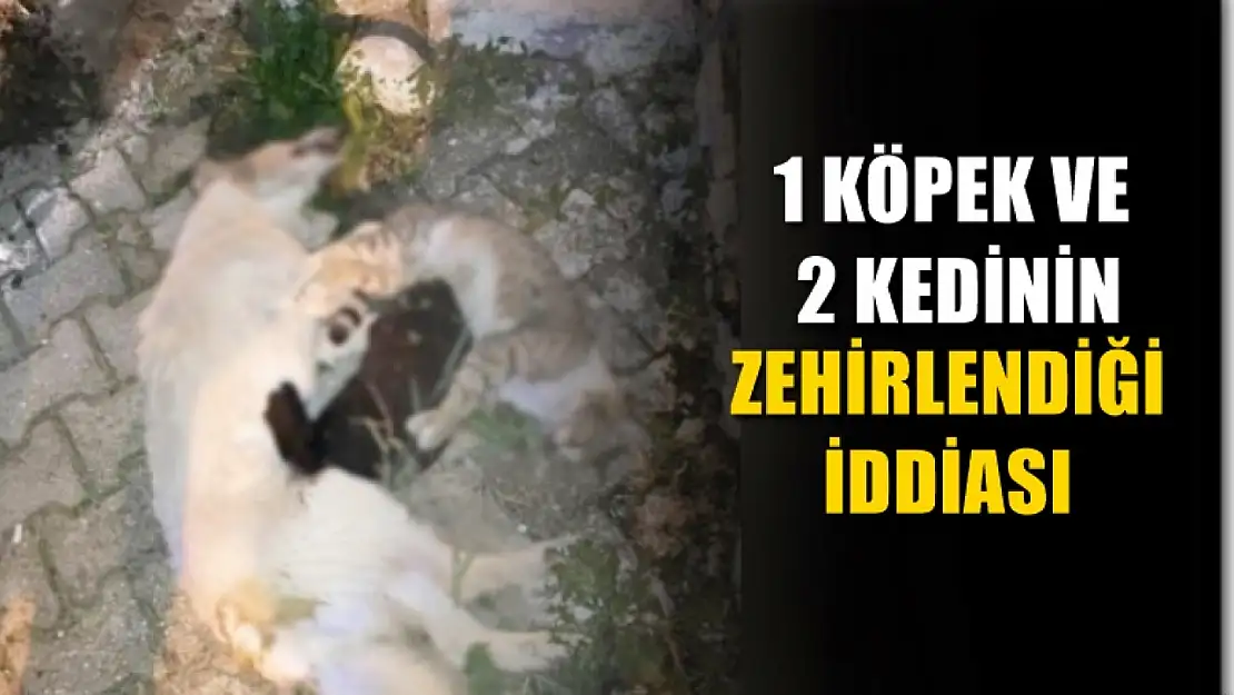 1 köpek ve 2 kedinin zehirlendiği iddiası