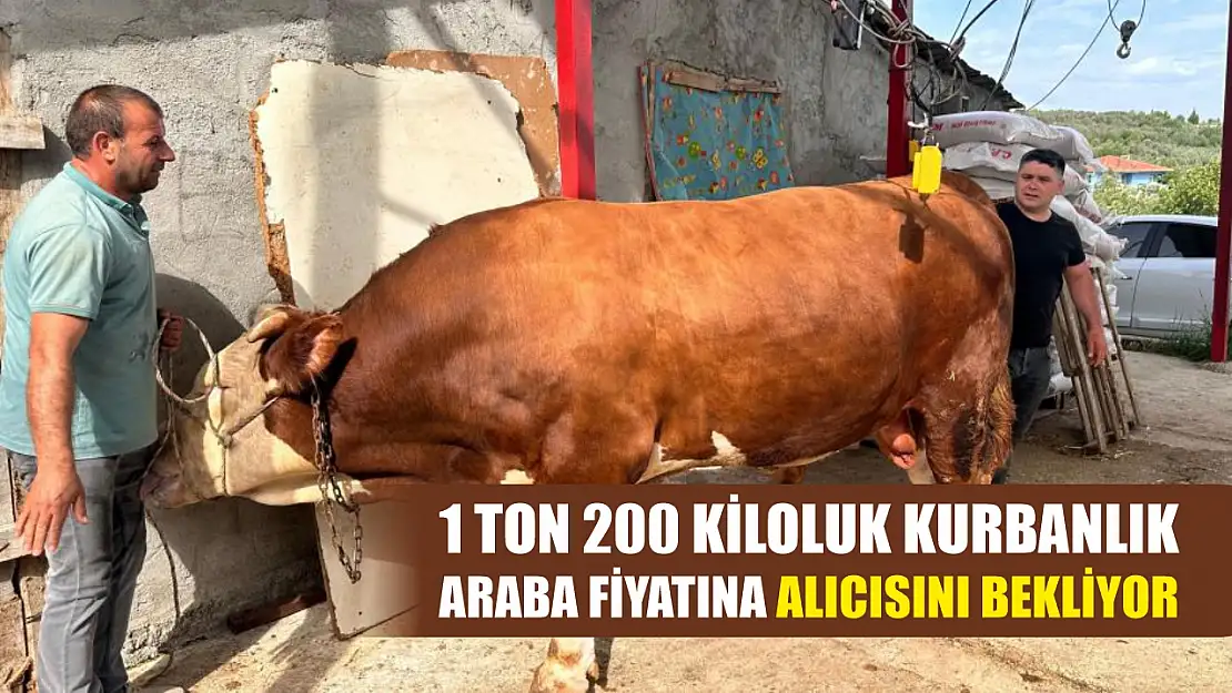 1 ton 200 kiloluk kurbanlık, araba fiyatına alıcısını bekliyor