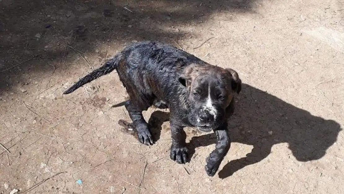 10 metrelik kuyuya düşen yavru köpeği itfaiye kurtardı