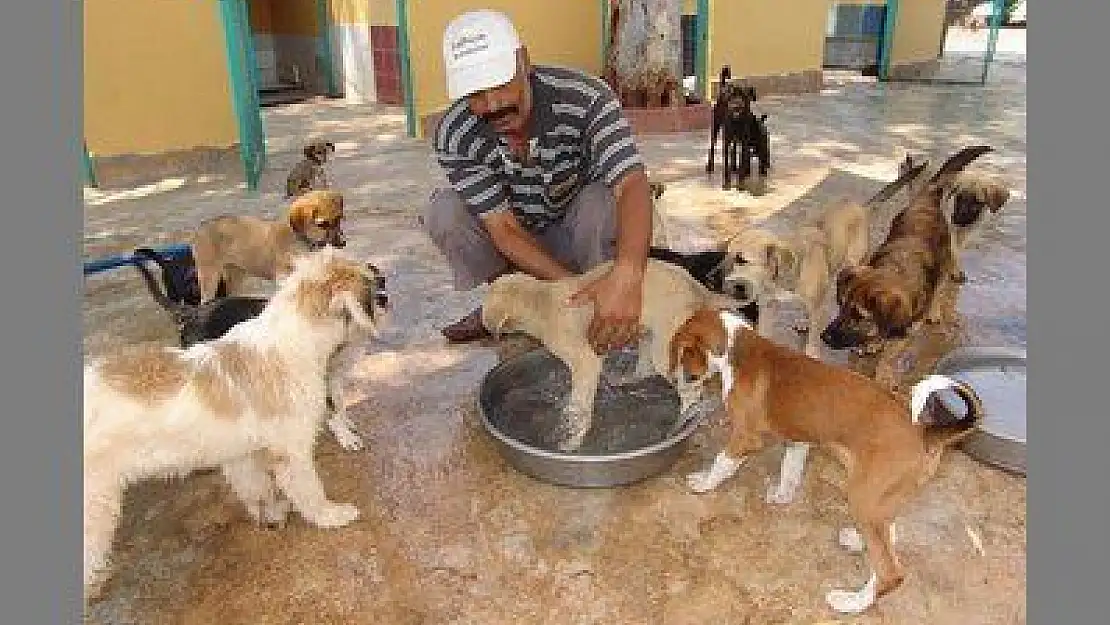 BARINAKTAKİ KÖPEKLERE SULU EĞLENCE