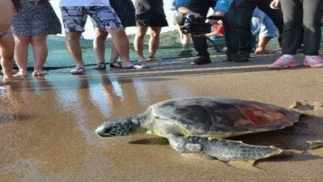 Caretta Caretta yavruları denizle buluştu