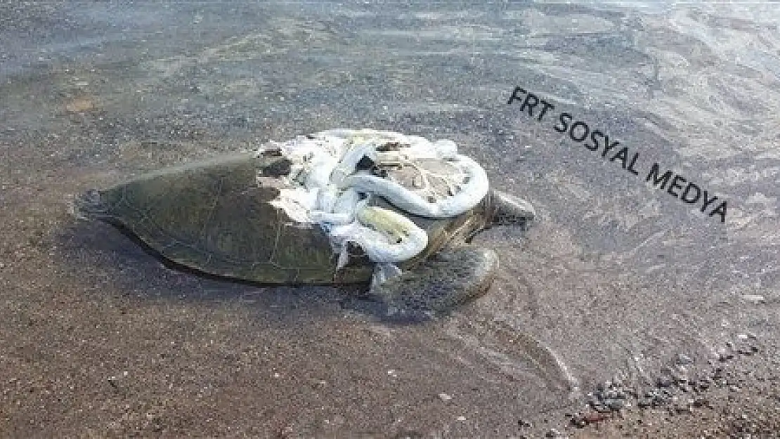 KARAYA ÖLÜ CARETTA CARETTA VURDU