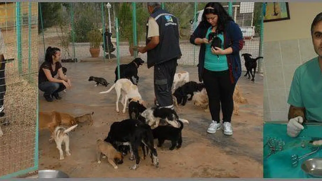 SEVİMLİ KÖPEKLER SAHİP BEKLİYOR