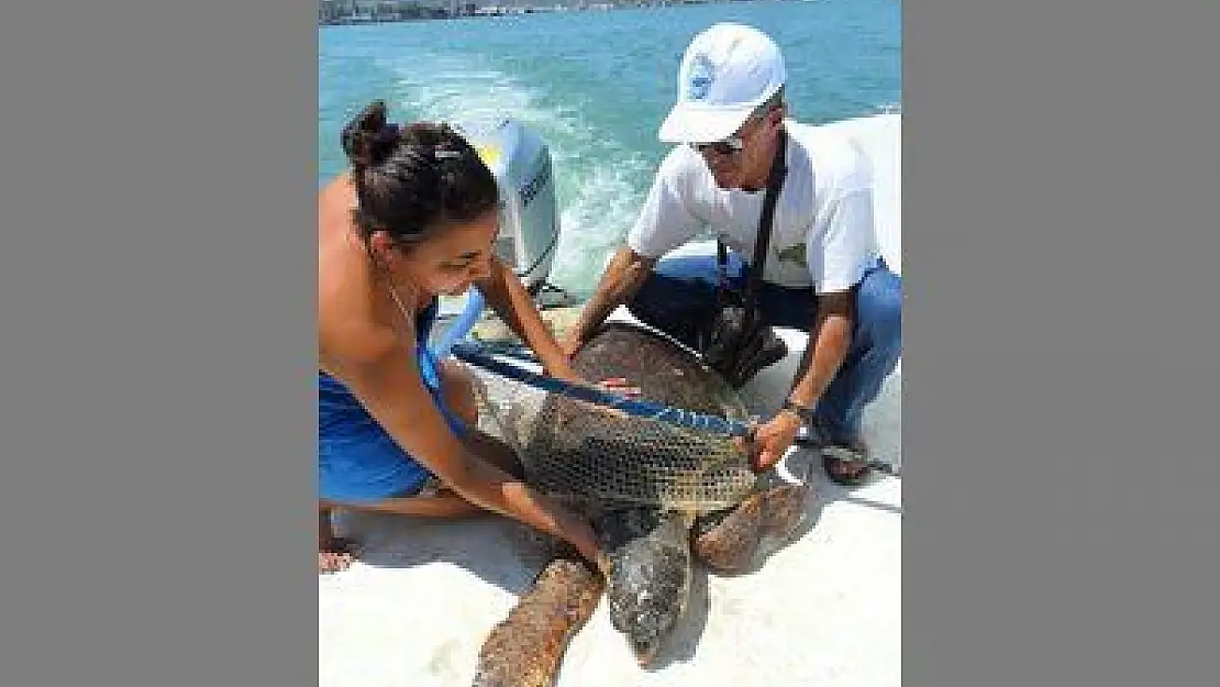 YARALI CARETTA VE ŞAHİN, BAKIMA ALINDI