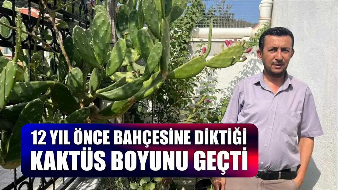 12 yıl önce bahçesine diktiği kaktüs boyunu geçti