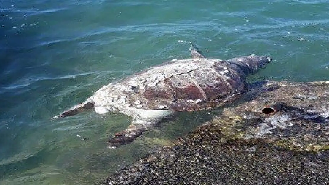 Milas'ta bir Caretta Caretta ölüsü daha kıyıya vurdu