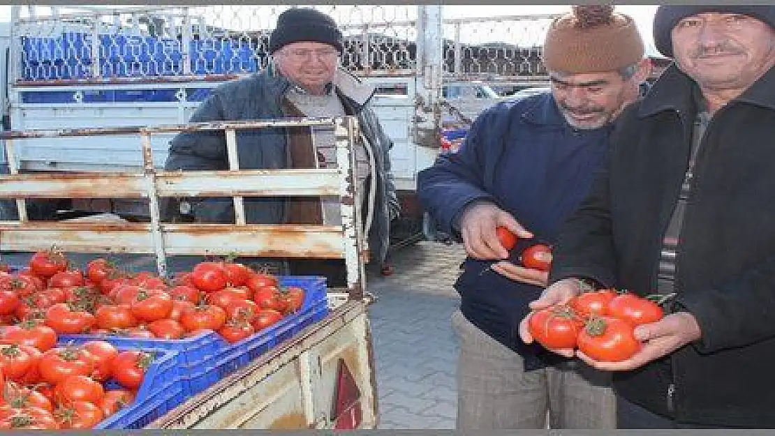 SOĞUK HAVA DOMATESCİYİ DE VURDU (görüntülü)