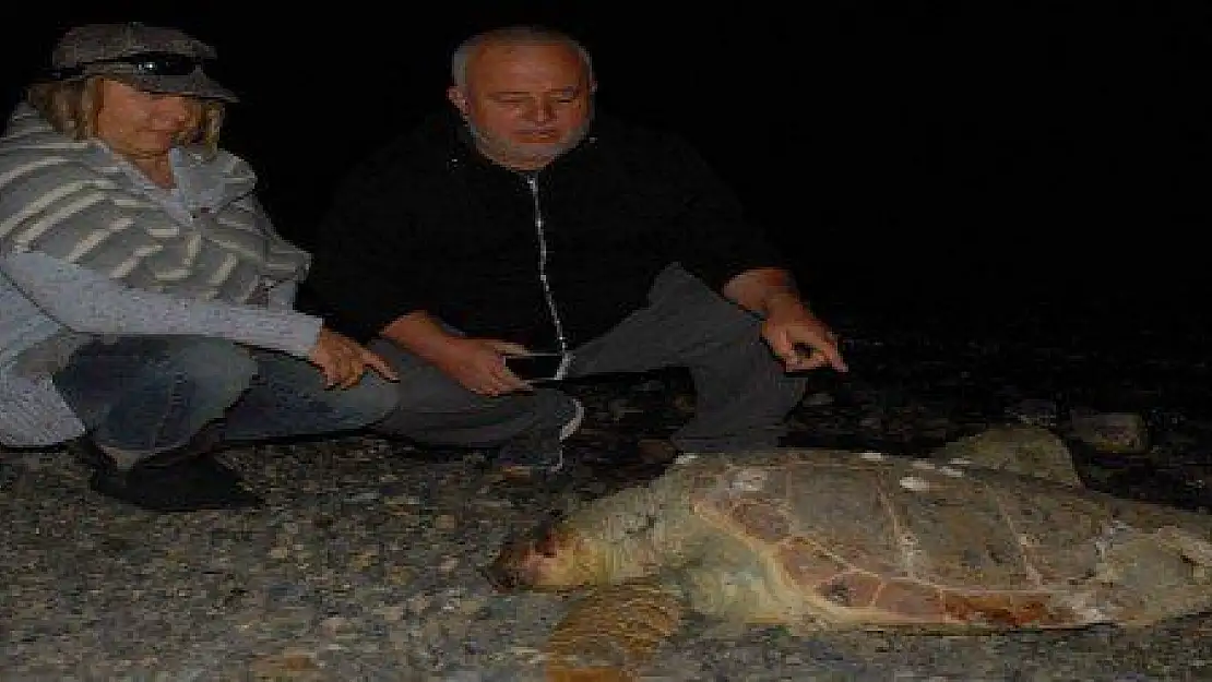 FETHİYE'DE SAHİLE ÖLÜ CARETTA VURDU