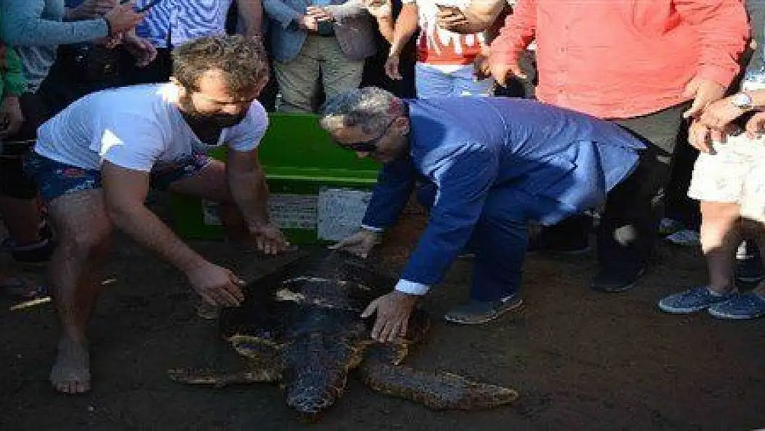 Tedavisi tamamlanan Caretta Caretta denize bırakıldı