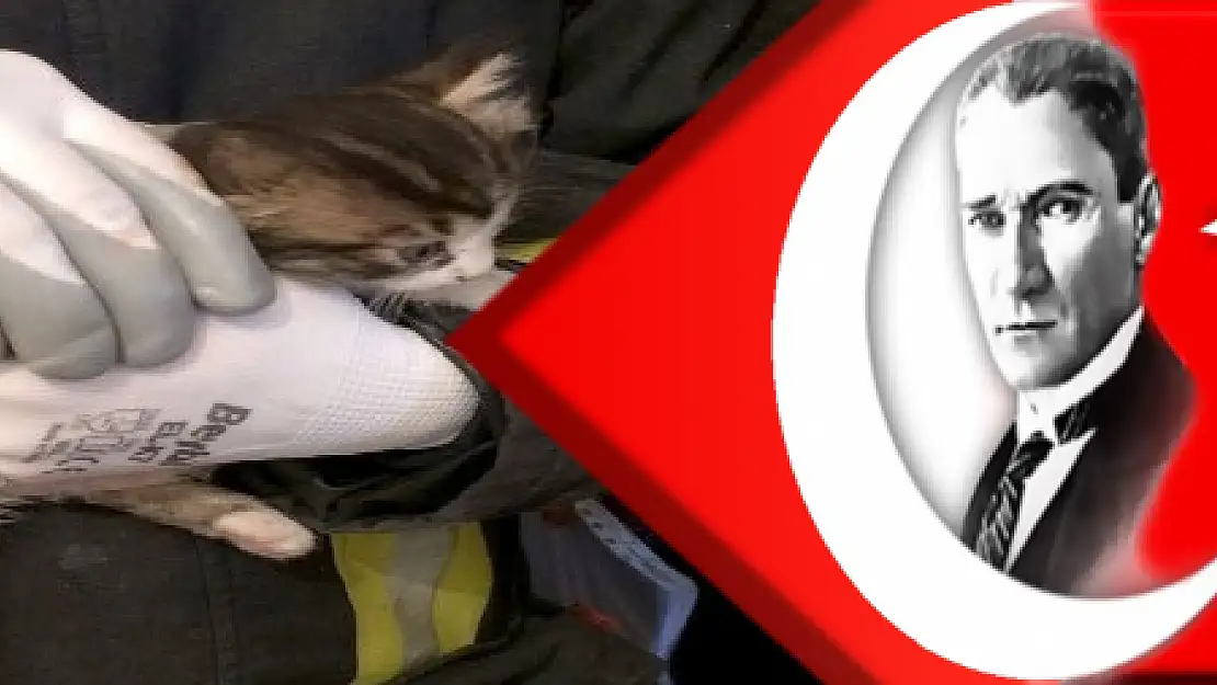 Minik kedi için seferber oldular