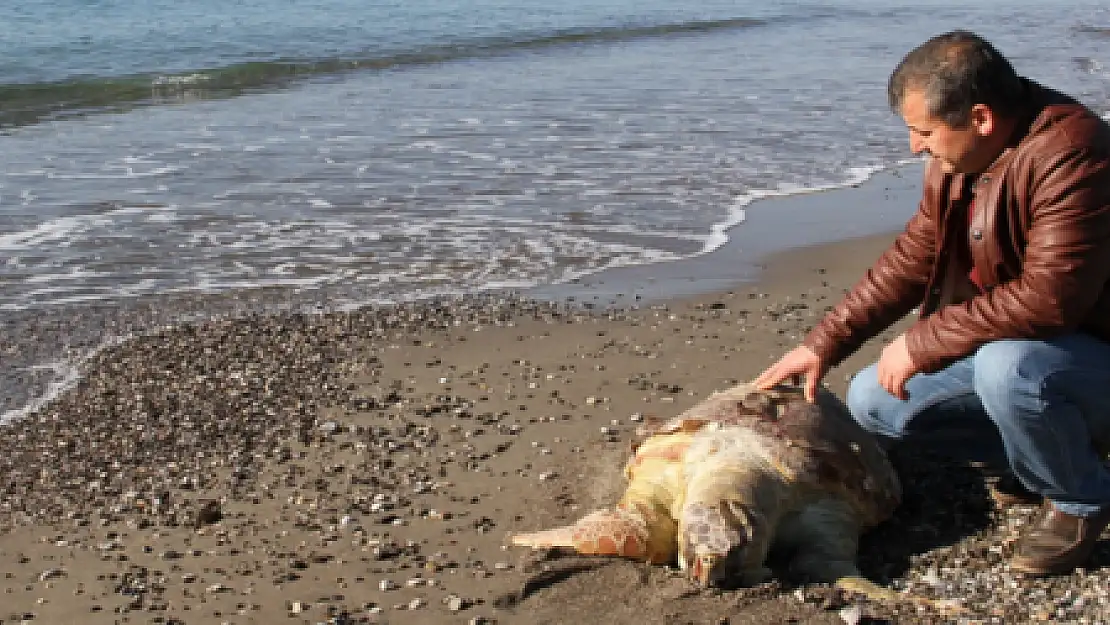 FETHİYE SAHİLİNE ÖLÜ CARETTA VURDU...