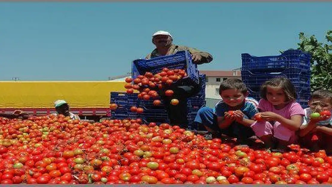  ÇİFTÇİ SALÇA FABRİKASI İSTİYOR (görüntülü)