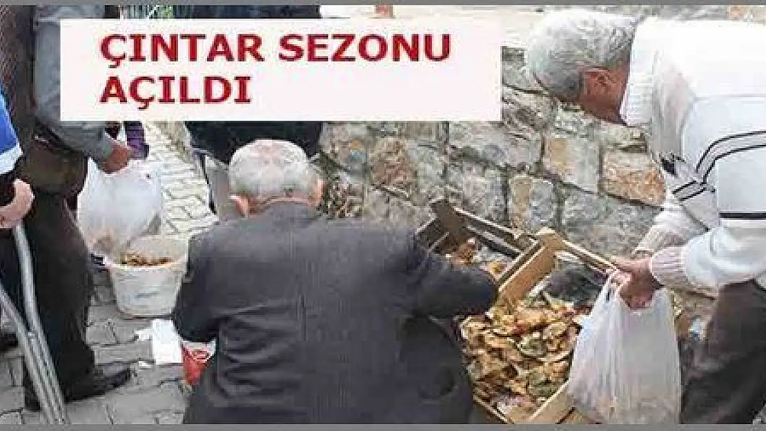 ÇINTAR SEZONU AÇILDI