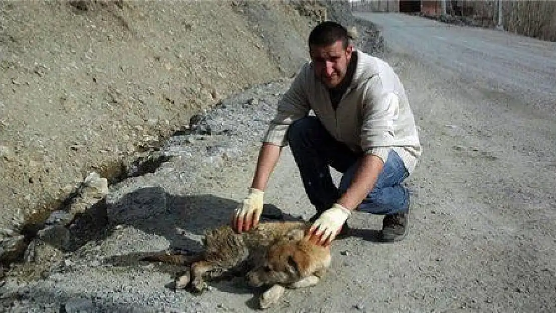 BODRUM'DA KEDİ VE KÖPEKLER ZEHİRLENDİ...