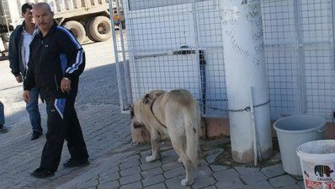 BAŞIBOŞ KÖPEKLER KORKUTTU