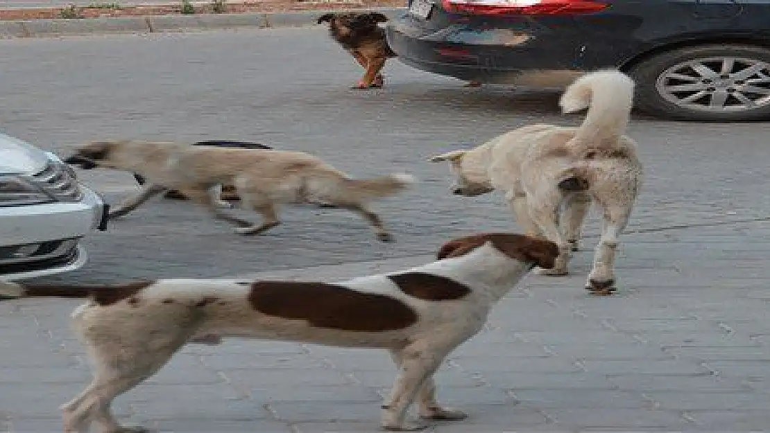 BU KÖPEKLERE KİM BAKACAK?