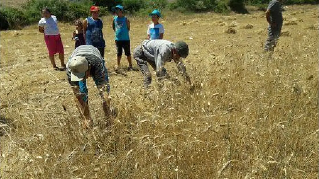 Yerel Tohumda Hasat Heyecanı