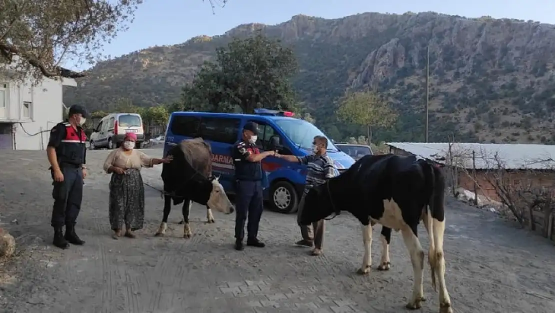 2 Büyükbaş Hayvanı Çaldıktan Sonra Sattı