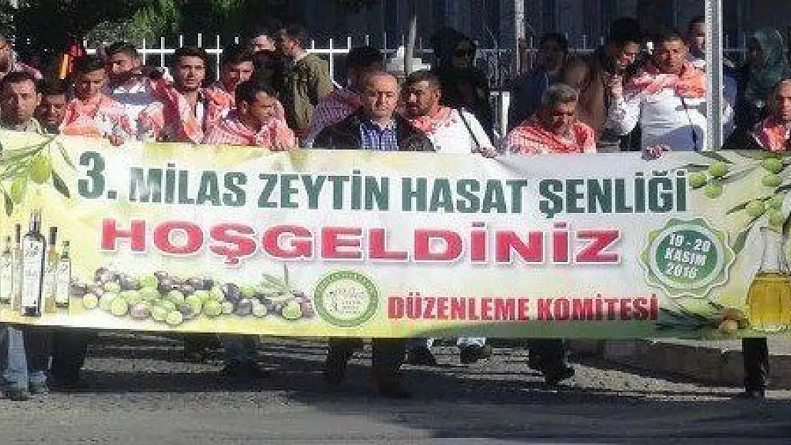 MİLAS'TA ZEYTİN HASAT ŞENLİĞİ SÜRÜYOR...