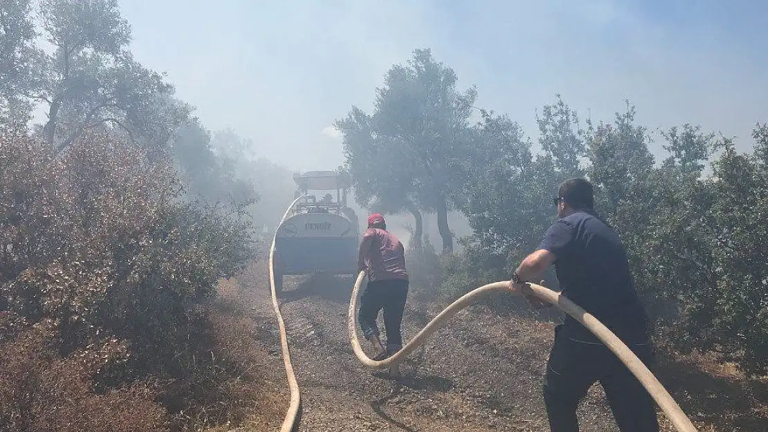 Milas'ta zeytinlik alanda yangın çıktı