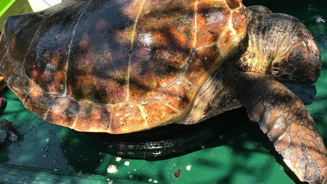 Bodrum'da 1'i ölü 1'i yaralı 2 caretta caretta bulundu