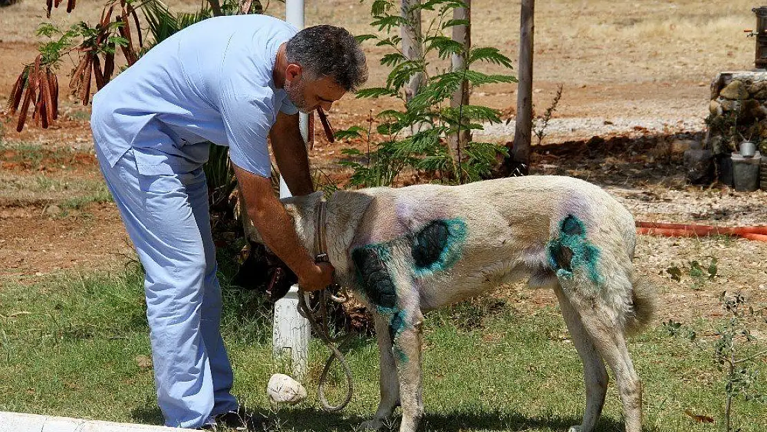 Otomobilin arkasına bağlanan köpek bakıma alındı