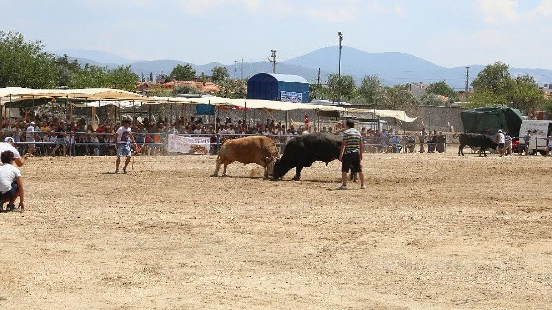 Muğla'da boğalar kıran kırana güreşti