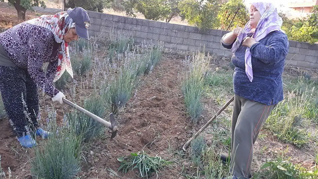 Milas'ta lavantalar hasat ediliyor