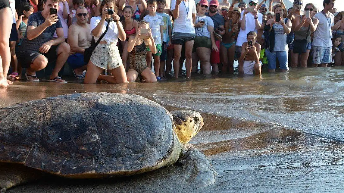 Tedavisi tamamlanan caretta carettalar denizle buluştu