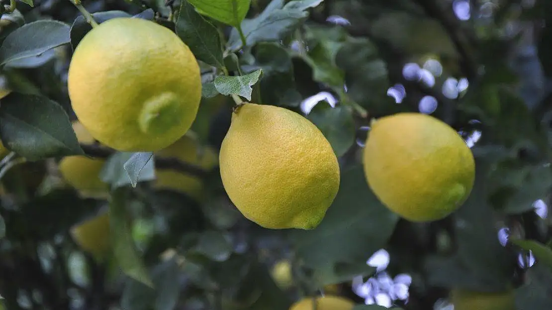 Limonun ateşini hasat düşürecek