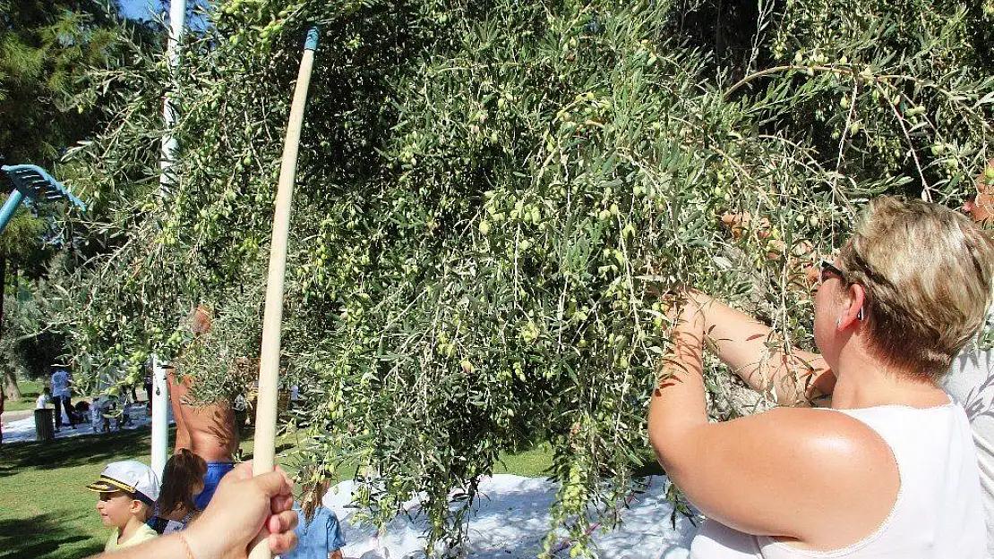 Turistler deniz keyfini bırakıp zeytin hasadı yaptı