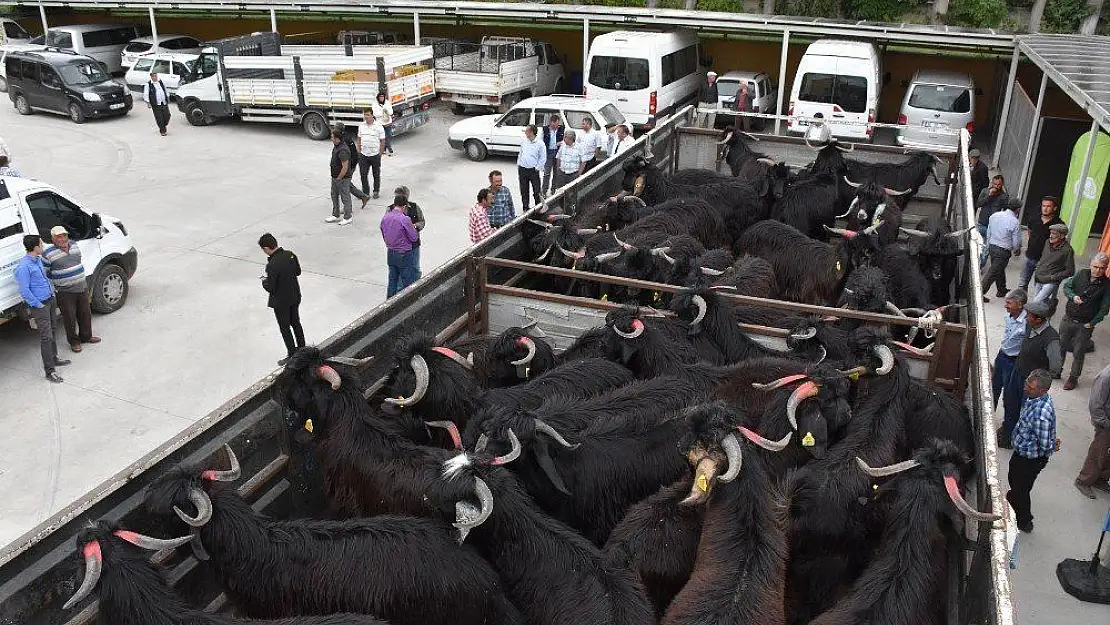 Teke adayı oğlaklar sahiplerini buldu