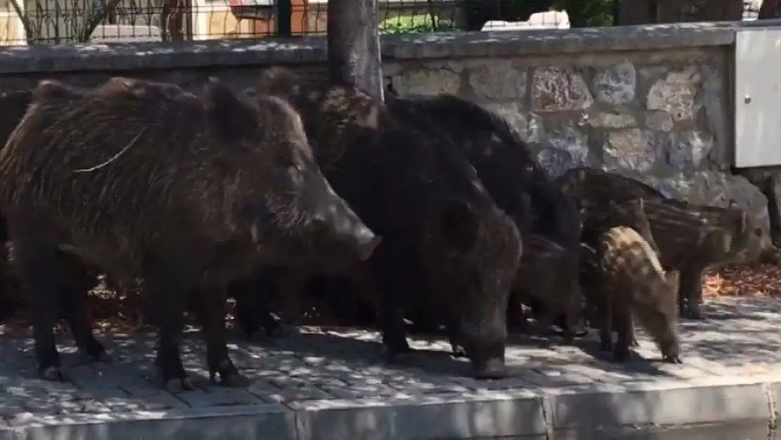 Tatil cennetinde domuzlar şehre indi