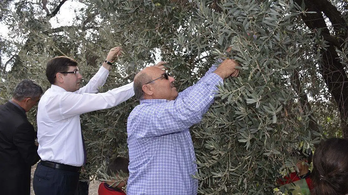 Seydikemer'de zeytin hasat şenliği