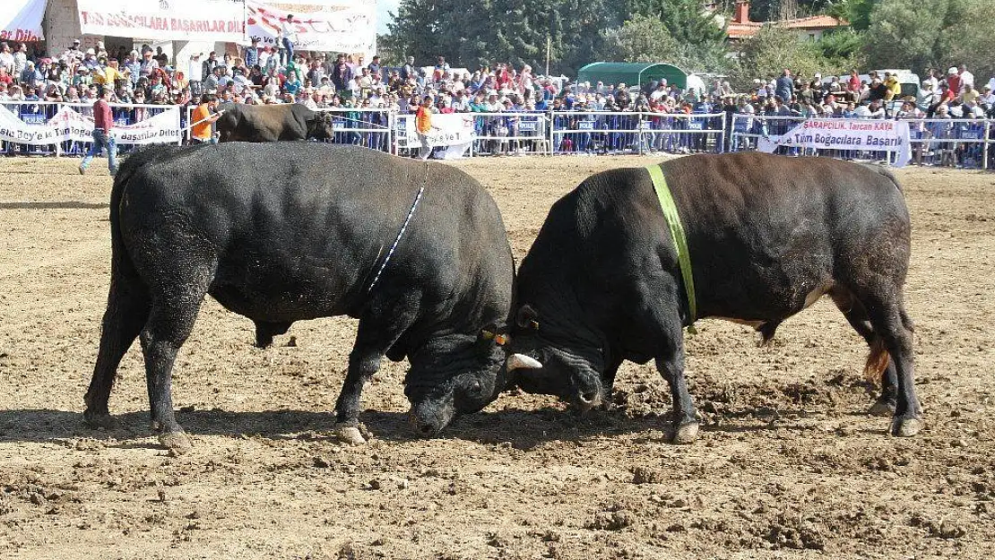 20 aylık bebek 185 bine güreş ağası oldu