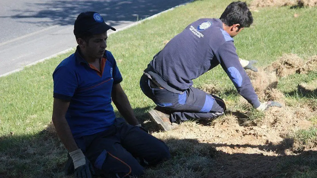 Menteşe'nin yeşil alanları domuz tehdidi altında