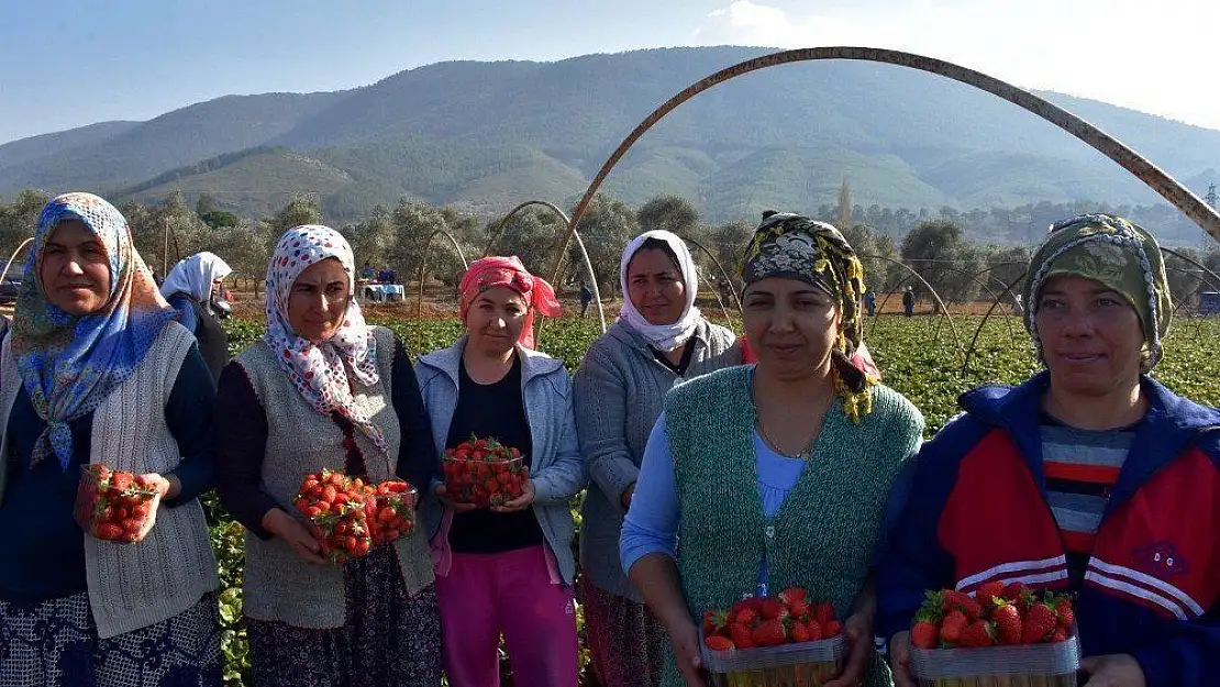 Muğlalı çiftçinin yeni gözdesi 'Çilek'