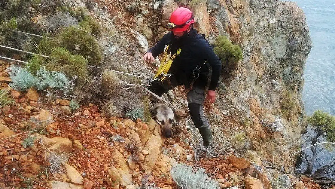 AKUT'tan köpek kurtarma operasyonu