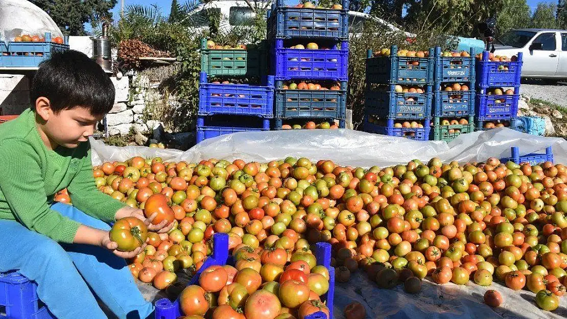 Datçalı domates üreticisinin yüzü güldü