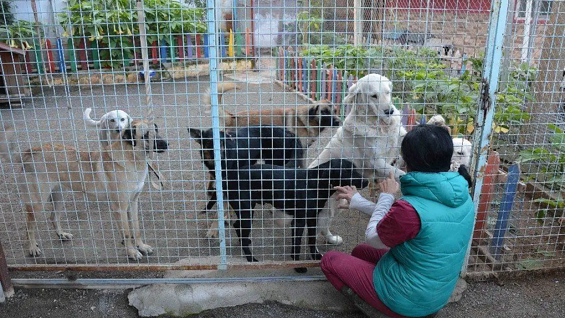 Köpeklerin bayıltılarak ormanlık alana atılması ile ilgili başsavcılıktan açıklama