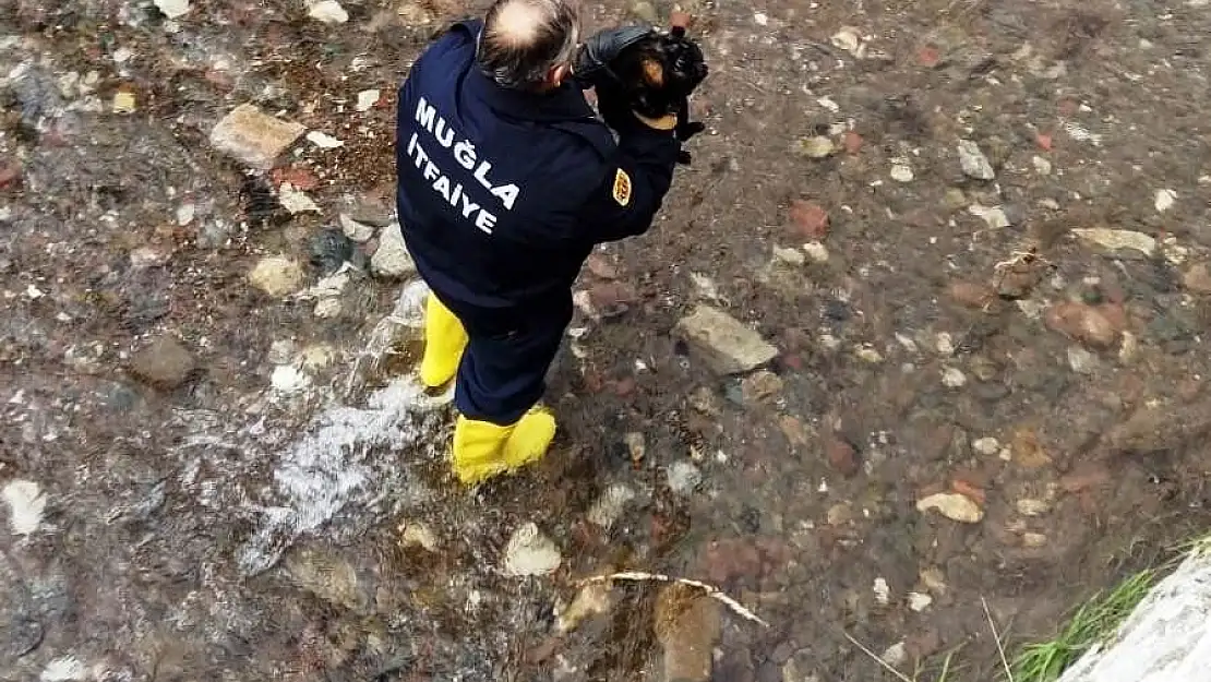 Kediyi kurtarmak için itfaiye ekipleri seferber oldu