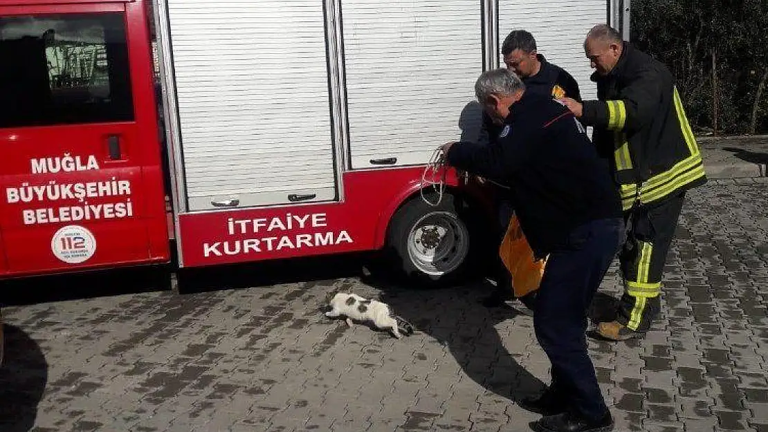 Asansör boşluğuna düşen kediyi itfaiye kurtardı