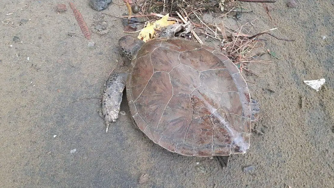 Yaralı caretta carettayı temizlik personelleri kurtardı