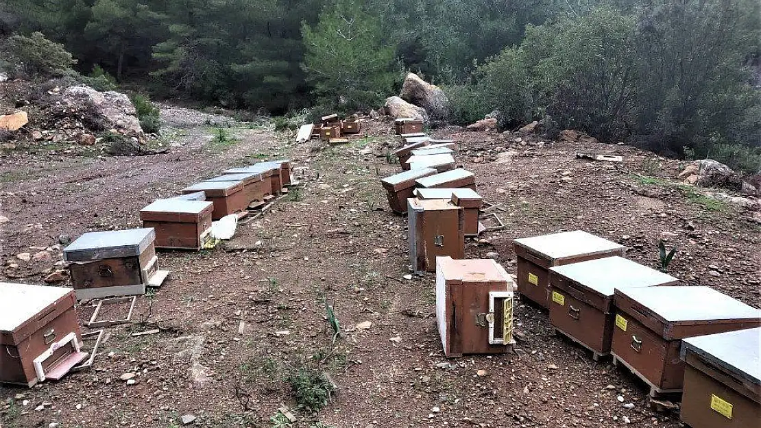 Arıcıya bir darbe de yabani hayvanlardan geldi